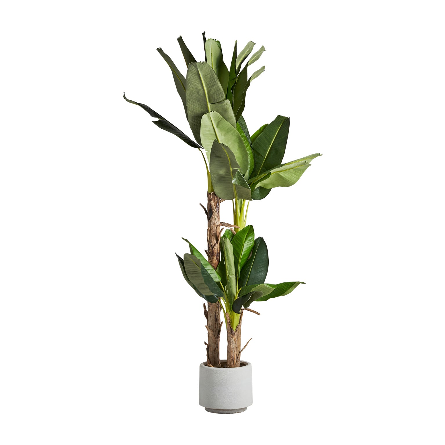PLATANERO PLANT